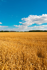 summer landscape with field of corn under blue sky