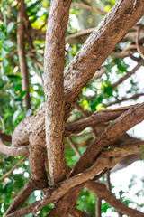 Fototapeta premium The vines pattern and stems or the branches of Hiptage benghalensis creeping plant in the tropical forest 