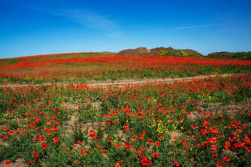 Field of flowers of red poppy. Ukraine is a beautiful place.