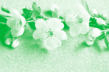 Monochrome green flowering plum branch