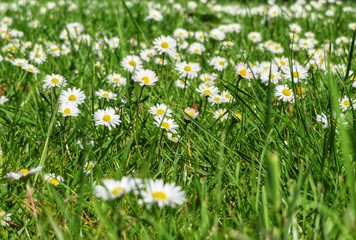 meadow with lots of daisies in sunlight