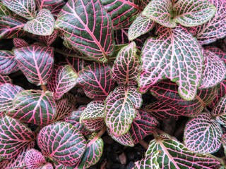 natural pattern with pink fittonia verschaffeltii