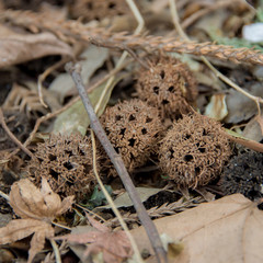 dead leaves