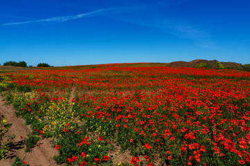 Ukraine is a beautiful place. Field of flowers of red poppy.