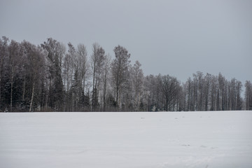 fields and forests covered in snow in winter frost