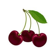 Three ripe red sweet cherries. Vector illustration on white background.