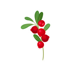 Red wild rose. Vector illustration on white background.