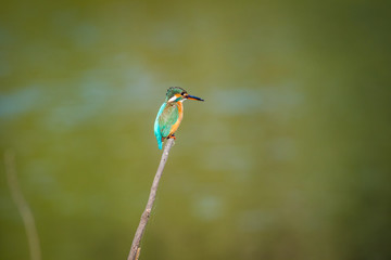 Naklejka premium A common kingfisher or Alcedo atthis sitting on a beautiful perch with green background at keoladeo national park, bharatpur, india