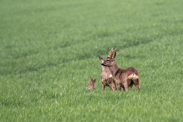 roe deer at field in the wild nature