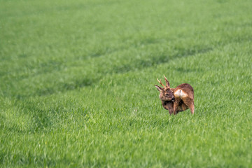 roe deer at field in the wild nature