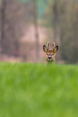 roe deer at field in the wild nature
