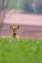 roe deer at field in the wild nature