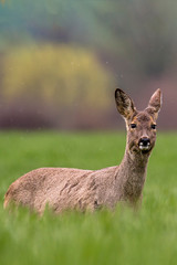 roe deer at field in the wild nature