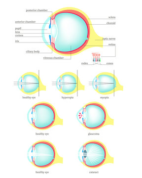 Human eye anatomy, vector flat isolated illustration