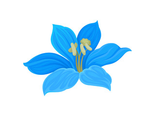 Blue flower with tall yellow stamens. Vector illustration on white background.