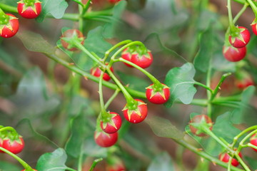 Red ripe fruits of Solanum Trilobatum Linn on tree in the organic herb garden