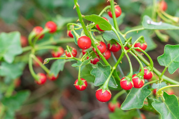 Red ripe fruits of Solanum Trilobatum Linn on tree in the organic herb garden