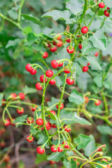 Red ripe fruits of Solanum Trilobatum Linn on tree in the organic herb garden