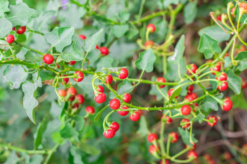 Obraz premium Red ripe fruits of Solanum Trilobatum Linn on tree in the organic herb garden