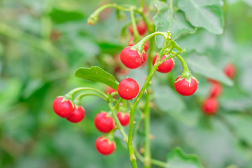 Red ripe fruits of Solanum Trilobatum Linn on tree in the organic herb garden