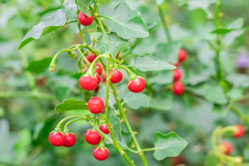 Red ripe fruits of Solanum Trilobatum Linn on tree in the organic herb garden