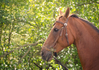 portrait of horse in bridle with hackamore