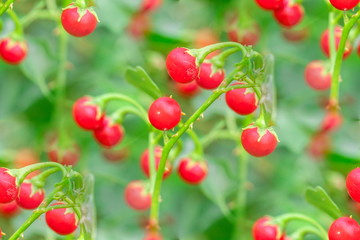 Red ripe fruits of Solanum Trilobatum Linn on tree in the organic herb garden