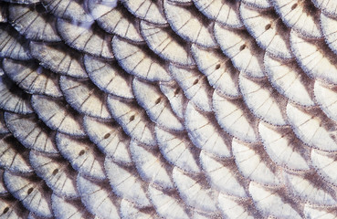Fish (Ide, Leuciscus idus) scales close-up. The row of lateral line scales is visible in the middle...
