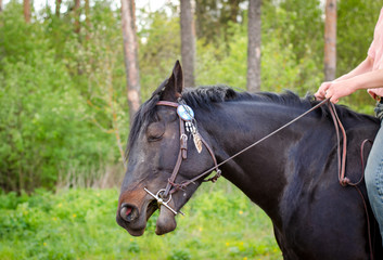 Obraz premium portrait of horse with pain in mouth