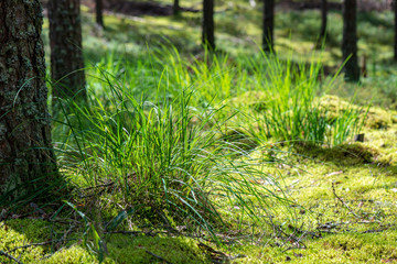 tree trunk wall in pine tree forest with green moss covered forest bed