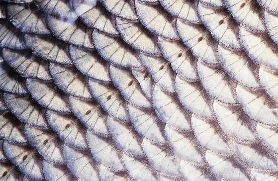 Fish (Ide, Leuciscus idus) scales close-up. The row of lateral line scales is visible in the middle of the image. Image appears a bit soft due to the epidermal mucus covering the scales.