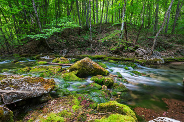 Creek in the forest