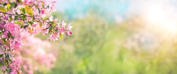 Obraz na płótnie Canvas Pink plum flowers in spring garden. Spring blooming cherry flowers branch on blurred natural abstract background. Pastel tones Spring blossom on sunlight. banner. copy space