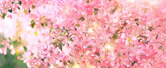 Pink plum flowers in spring garden. Spring blooming cherry flowers branch on blurred natural abstract background. Pastel tones Spring blossom close up on sunlight. banner. copy space