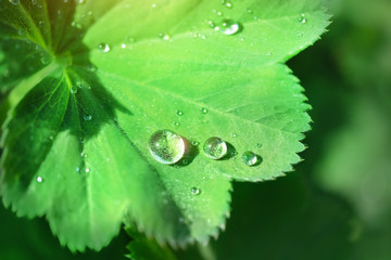 Water drop on leaf. beautiful drops rain water on green leaf. Drops of dew in morning glow in sun. Beautiful leaf texture in nature. Natural summer background. close up. soft selective focus.