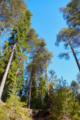 Landscape with tall trunks of pine trees and blue sky background