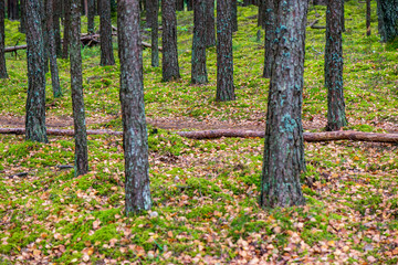 tree trunk wall in pine tree forest with green moss covered forest bed