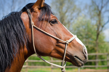 portrait of stallion in halter