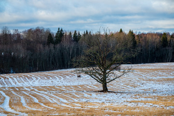 fields and forests covered in snow in winter frost