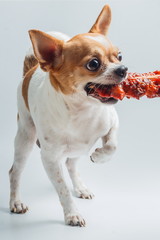 Feed the dog,Puppy dog chihuahua eat food from hand,Chihuahua with grilled chicken,feeding pet concept.