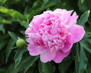 Picture showing a close-up of pink peony flowers blurred background. The peony or paeony is a flowering plant in the genus Paeonia, the only genus in the family Paeoniaceae.