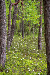 tree trunk wall in pine tree forest with green moss covered forest bed