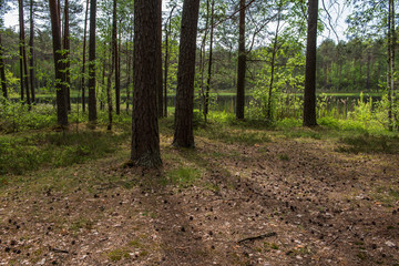 tree trunk wall in pine tree forest with green moss covered forest bed