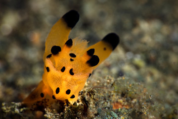 Nudibranch Thecacera sp.  Underwater macro picture from diving in Ambon, Indonesia