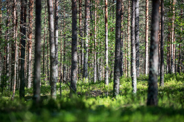 Fototapeta premium tree trunk wall in pine tree forest with green moss covered forest bed