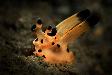 Nudibranch Thecacera sp.  Underwater macro picture from diving in Ambon, Indonesia