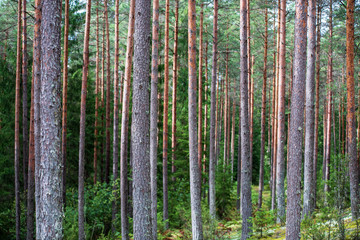 tree trunk wall in pine tree forest with green moss covered forest bed