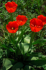 Beautiful red tulips in the garden garden. Springtime.