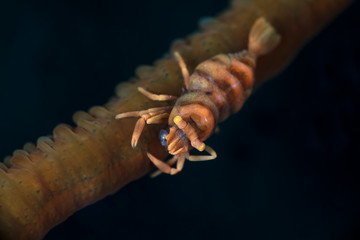 Anker’s Whip Coral Shrimp (Pontonides ankeri). Underwater macro photography from Anilao, Philippines