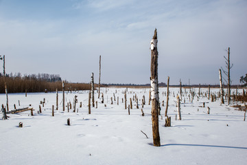 fields and forests covered in snow in winter frost